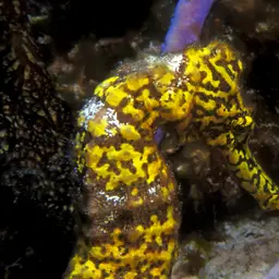 Brazilian Seahorse, photo 11