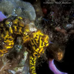 Brazilian Seahorse, photo 12