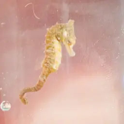 Dwarf Seahorse, photo 2