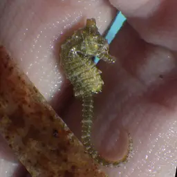 Dwarf Seahorse, photo 3