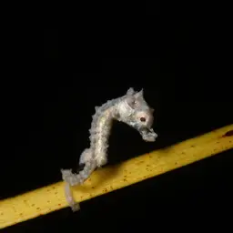 Dwarf Seahorse, photo 4