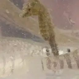 Dwarf Seahorse, photo 5