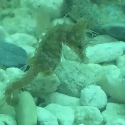 Dwarf Seahorse, photo 7