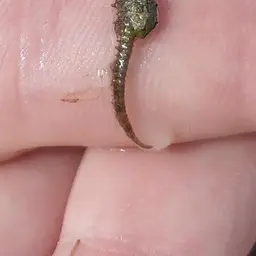 Dwarf Seahorse, photo 8
