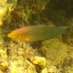 Pinstriped wrasse, photo 2