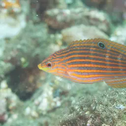 Pinstriped wrasse, photo 3