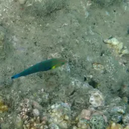 Pinstriped wrasse, photo 4