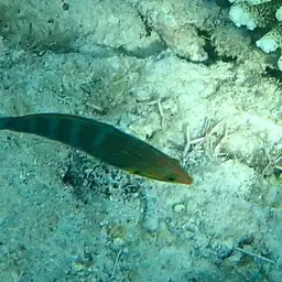 Pinstriped wrasse, photo 5