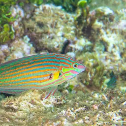 Pinstriped wrasse