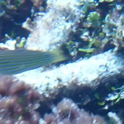 Pinstriped wrasse, photo 6