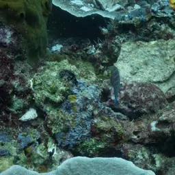 Pinstriped wrasse, photo 7