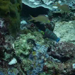 Pinstriped wrasse, photo 8