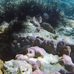Pinstriped wrasse, photo 11