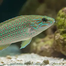 Pinstriped wrasse, photo 12