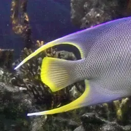 Bermuda Blue Angelfish