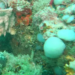 Bermuda Blue Angelfish, photo 3