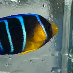 Bermuda Blue Angelfish, photo 4