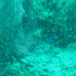 Bermuda Blue Angelfish, photo 5