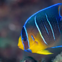 Bermuda Blue Angelfish, photo 6
