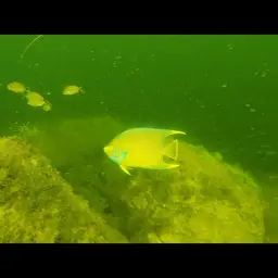 Bermuda Blue Angelfish, photo 7