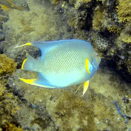 Bermuda Blue Angelfish, photo 8