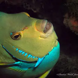 Bermuda Blue Angelfish, photo 9