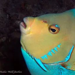 Bermuda Blue Angelfish, photo 10