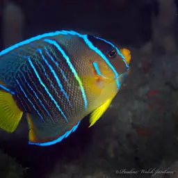 Bermuda Blue Angelfish, photo 11