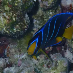 Bermuda Blue Angelfish, photo 12