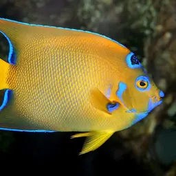 Queen Angelfish