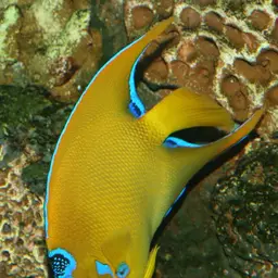 Queen Angelfish, photo 2