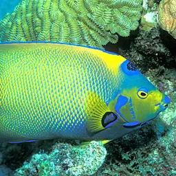 Queen Angelfish, photo 3