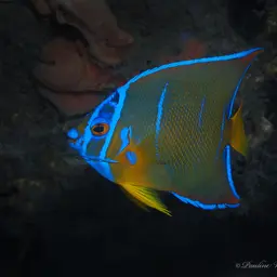 Queen Angelfish, photo 4