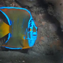 Queen Angelfish, photo 5