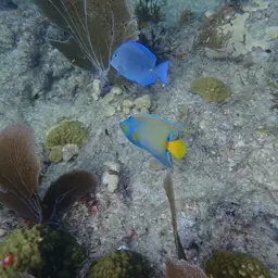 Queen Angelfish, photo 7