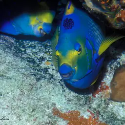 Queen Angelfish, photo 8