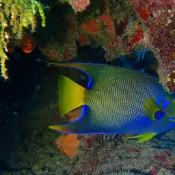 Queen Angelfish, photo 9