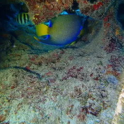 Queen Angelfish, photo 10