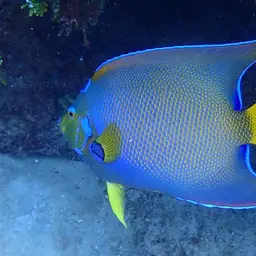 Queen Angelfish, photo 11