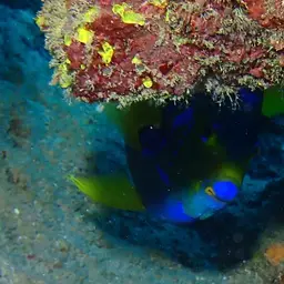 Queen Angelfish, photo 12