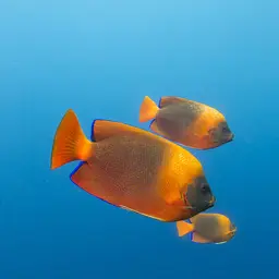 Clarion Angelfish