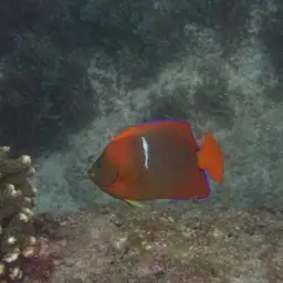 Clarion Angelfish, photo 2