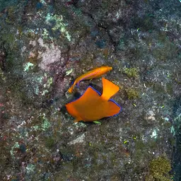 Clarion Angelfish, photo 3