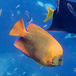 Clarion Angelfish, photo 4
