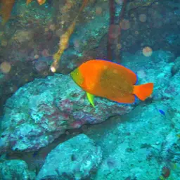 Clarion Angelfish, photo 5