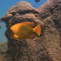 Clarion Angelfish, photo 6