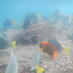 Clarion Angelfish, photo 7