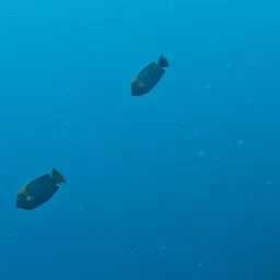 Clarion Angelfish, photo 8