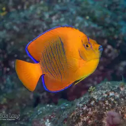 Clarion Angelfish, photo 9