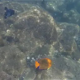Clarion Angelfish, photo 10